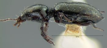Media type: image;   Entomology 692 Aspect: habitus lateral view